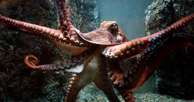 Giant Octopus